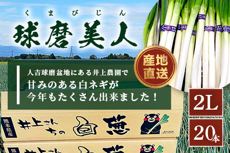 【先行予約】井上農園の白ネギ 「球磨美人」 2Lサイズ×20本 【2024年11月中旬より順次発送】 白ネギ 白葱 ネギ 長ネギ 長葱 ねぎ 鍋 薬味 冬野菜 国産 114-0501