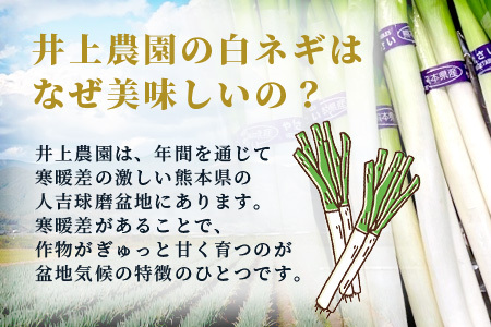 【先行予約】井上農園の白ネギ 「球磨美人」 2Lサイズ×20本 【2024年11月中旬より順次発送】 白ネギ 白葱 ネギ 長ネギ 長葱 ねぎ 鍋 薬味 冬野菜 国産 114-0501