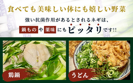 【先行予約】井上農園の白ネギ 「球磨美人」 2Lサイズ×20本 【2024年11月中旬より順次発送】 白ネギ 白葱 ネギ 長ネギ 長葱 ねぎ 鍋 薬味 冬野菜 国産 114-0501