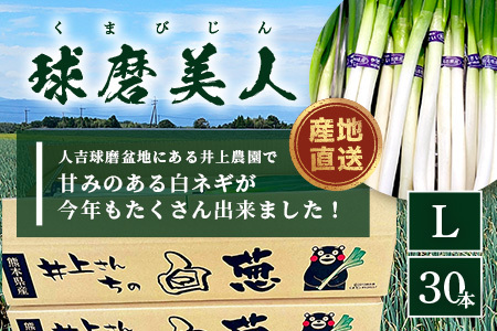 【先行予約】井上農園の白ネギ 「球磨美人」 Ｌサイズ×30本 【2024年11月中旬より順次発送】 白ネギ 白葱 ネギ 長ネギ 長葱 ねぎ 鍋 薬味 冬野菜 国産 114-0502