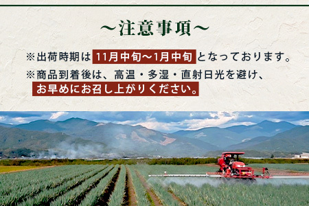 【先行予約】井上農園の白ネギ 「球磨美人」 Ｌサイズ×30本 【2024年11月中旬より順次発送】 白ネギ 白葱 ネギ 長ネギ 長葱 ねぎ 鍋 薬味 冬野菜 国産 114-0502