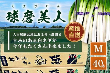 【先行予約】井上農園の白ネギ 「球磨美人」 Mサイズ×40本 【2026年7月下旬より順次発送】 白ネギ 白葱 ネギ 長ネギ 長葱 ねぎ 鍋 薬味 野菜 国産 114-0503