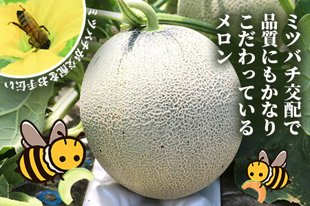 【2026年5月上旬～発送】アンデスメロン 青肉 5玉 (合計 約4.5～5kg) 先行予約 熊本県 多良木町産 果物 フルーツ メロン 先行予約 5個 青肉 ミツバチ交配 期間限定 数量限定 109-0501