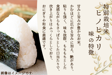 【令和7年 新米予約】特別栽培米「ヒノヒカリ」20kg 精米 井上農園 10月より順次出荷 熊本県 お米 白 米 精米 ひのひかり 国産 114-0603