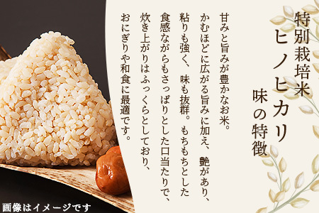 【令和7年 新米予約】特別栽培米「ヒノヒカリ 玄米」20kg 井上農園 10月より順次出荷 熊本県 お米 米 精米 ひのひかり 玄米 国産 114-0604