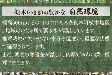 ＜農林水産大臣賞 受賞＞多良木町 槻木産 贈答用 大葉厚肉 乾燥椎茸 205g 【 乾燥 乾燥シイタケ 椎茸 シイタケ 野菜 やさい きのこ類 厚肉 】026-0025