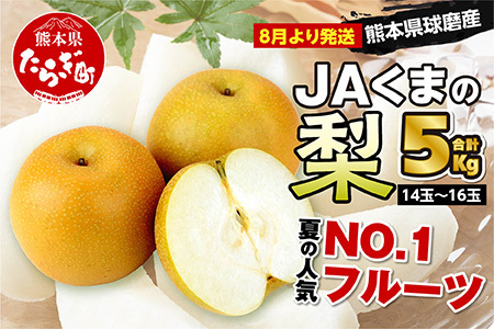 数量限定・先行受付】JAくまの梨 5kg（14～16玉）≪2024年8月上旬発送