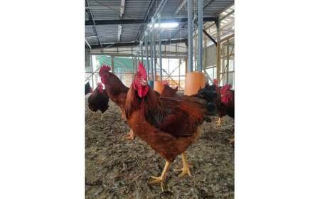 熊本 天草大王 大手羽12本 （3本×4）手羽先 手羽中 手羽元 鶏肉 肉 お肉 地鶏 食品 BBQ バーベキュー キャンプ 熊本県 九州