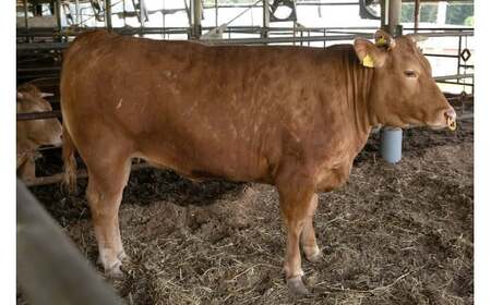 阿蘇あか牛丼 2個 肉 お肉 牛肉 あか牛 ローストビーフ丼 ローストビーフ 食品 贈り物 贈答品 プレゼント グルメ 熊本県 水上村 阿蘇 冷凍