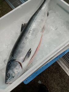 トキシラズの切身６切れ【鮭　時鮭　時知らず　ときしらず　トキシラズ　北海道　海産物　魚】(C0032)