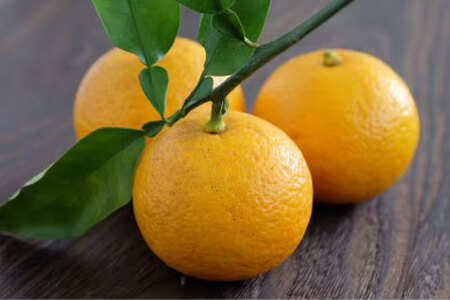 くねぶ ドーナツ 6個 セット [子守唄の里五木 熊本県 五木村 51120343]