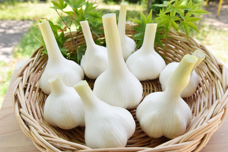 焼き肉のタレ ガーリックオイル にんにく農家の人気商品2本 セット 焼肉のたれ 200ml 1本 ガーリックオイル 200ml 1本 [山之一 熊本県 五木村 51120277]