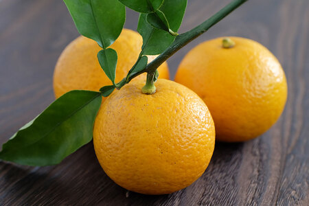 くねぶ シロップ 3本 セット [子守唄の里五木 熊本県 五木村 51120349]