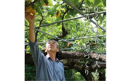 【先行予約】 マンゴー梨（王秋梨） 約2.5kg なし ナシ 和梨 和なし 和ナシ ブランド梨 FKP9-652