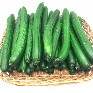 熊本県ＪＡくま産　球磨のきゅうり　5㎏【お届け時期：2025年5月中旬～10月下旬】