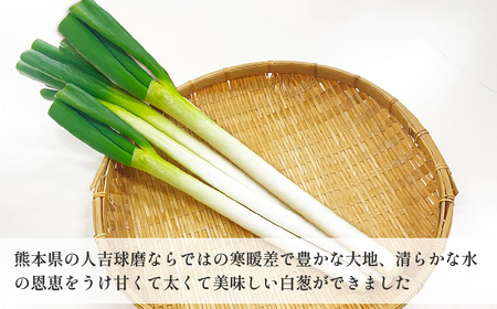 熊本県あさぎり町産　白ねぎ「球磨美人」Mサイズ×40本【お届け時期：2024年11月中旬より順次発送】