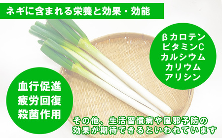 熊本県あさぎり町産　白ねぎ「球磨美人」Mサイズ×40本【お届け時期：2024年11月中旬より順次発送】