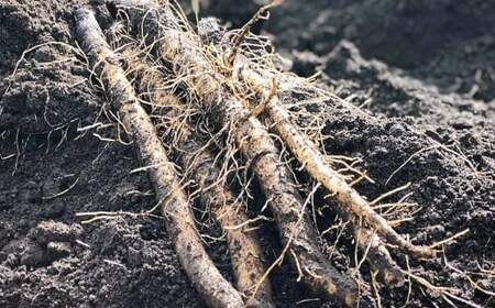 ごぼう 2kg×1箱 【2026年1月上旬~2月下旬迄発送予定】 牛蒡 ゴボウ 野菜 九州産 国産 熊本県 あさぎり町