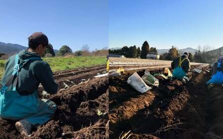 ごぼう 2kg×1箱 【2026年1月上旬~2月下旬迄発送予定】 牛蒡 ゴボウ 野菜 九州産 国産 熊本県 あさぎり町