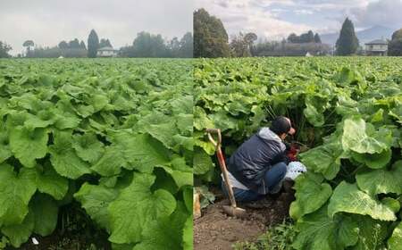 ごぼう 2kg×1箱 【2026年1月上旬~2月下旬迄発送予定】 牛蒡 ゴボウ 野菜 九州産 国産 熊本県 あさぎり町