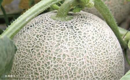 【フルーツ2回定期便】 球磨のいちご 1kg + アンデスメロン 5kg 【2026年1月中旬~5月下旬迄順次発送予定】 苺 いちご イチゴ メロン 果物 果実 フルーツ 定期便 九州 熊本県 あさぎり町 冷蔵