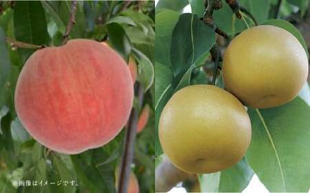【フルーツ2回定期便】 桃 1kg ＋ 梨 5kg 【2026年5月下旬～10月上旬迄順次発送予定】 もも モモ なし ナシ 和梨 果物 果実 フルーツ 定期便 九州 熊本県 あさぎり町 常温