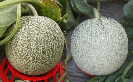 中村さんの幸福メロン（アンデスメロン） 3個 メロン 果物 フルーツ 常温 熊本県 あさぎり町 【2026年4月下旬～5月上旬まで発送予定】