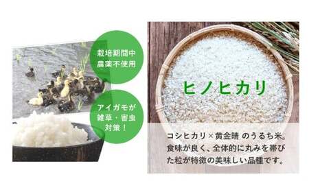 令和7年産 合鴨農法米 ヒノヒカリ  7分づき精米 5kg お米 おこめ 米 こめ 精米 白米 ご飯 ごはん 熊本県 あさぎり町