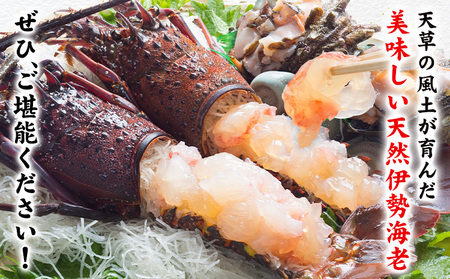 天草産 天然伊勢海老 一尾（半身カット×２個）《30日以内に出荷予定(土日祝除く)》 天草漁業協同組合苓北支所