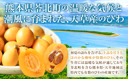 天草産 びわ 6パック 贈答用 |高橋商店【配送不可地域あり】