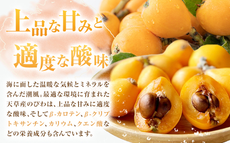 天草産 びわ 6パック 贈答用 |高橋商店【配送不可地域あり】