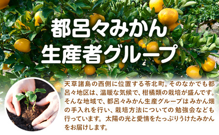 【先行予約】天草晩柑 4kg《2026年3月上旬-5月下旬頃出荷》都呂々みかん