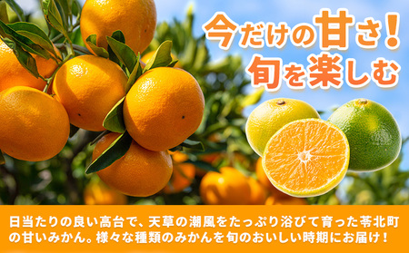 【先行予約】天草晩柑 4kg《2026年3月上旬-5月下旬頃出荷》都呂々みかん