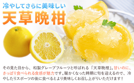 【先行予約】天草晩柑 4kg《2026年3月上旬-5月下旬頃出荷》都呂々みかん