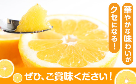 【先行予約】天草晩柑 4kg《2026年3月上旬-5月下旬頃出荷》都呂々みかん