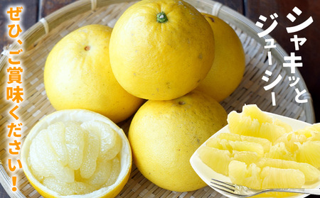 【先行予約】パール柑 4kg《2026年3月上旬-4月中旬頃出荷予定》都呂々みかん