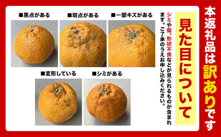 デコポン ご家庭用 約2kg 訳あり デコポン《2026年2月上旬-4月末頃出荷》