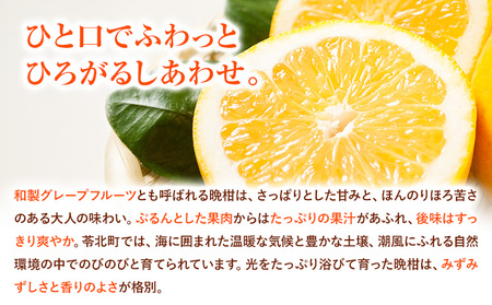 【先行予約】みかん 晩柑 10kg 高橋商店