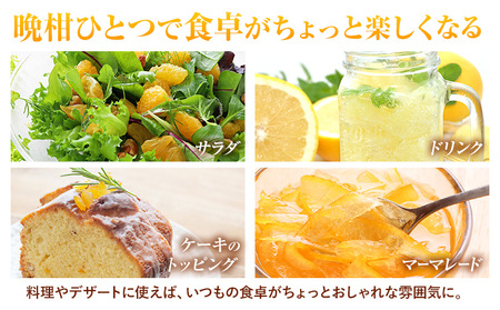 【先行予約】みかん 晩柑 10kg 高橋商店