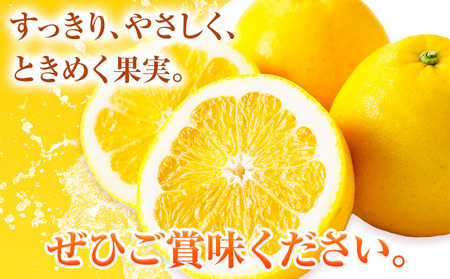 【先行予約】みかん 晩柑 10kg 高橋商店