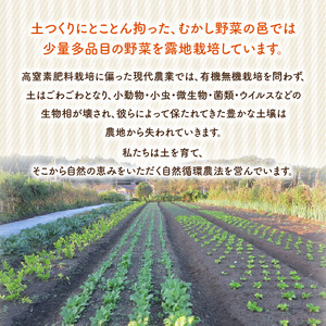 F01005  むかし野菜の邑　大分市産直　自然栽培の野菜セット