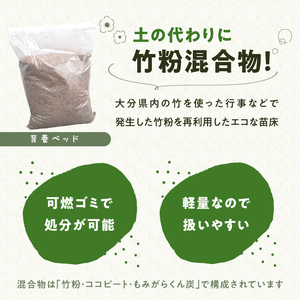 バンブーガーデンキット R17024