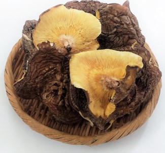 椎茸　大葉　500g F07030