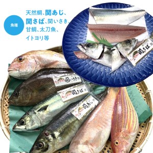 佐賀関産　朝獲れ鮮魚　おまかせ詰め合わせ　約2kg