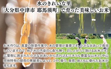 【先行予約】【令和6年産】ひのひかり(玄米) 10kg 大分県中津市耶馬溪産 栽培期間中 農薬不使用 無施肥 自然栽培 ヒノヒカリ 国産 お米 米 ご飯 白米 農家直送 大分県産 九州産 中津市