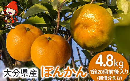 【先行予約】大分産ぽんかん 4.8kg(補償分含む）いわき農園 柑橘類 柑橘 ポンカン デコポン 椪柑 ミカン みかん 温州みかん 数量限定 新鮮 産地直送 果物 くだもの フルーツ ギフト 大分県産 九州産 中津市 国産 熨斗対応可