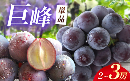 巨峰　出品　13個 先行予約】 巨峰 2～3房 ( 1kg以上 ) | フルーツ 果物 ぶどう 大分県