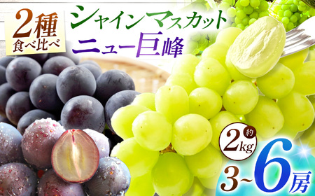 【先行予約】宮内果樹観光園のシャインマスカットとニュー巨峰 約2kg | フルーツ 果物 ぶどう ぶどう ブドウ ぶどう シャインマスカット マスカット 巨峰 ぶどう ぶどう 巨峰 国産 大分県 中津市