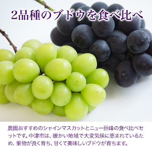 【先行予約】宮内果樹観光園のシャインマスカットとニュー巨峰 約2kg | フルーツ 果物 ぶどう ぶどう ブドウ ぶどう シャインマスカット マスカット 巨峰 ぶどう ぶどう 巨峰 国産 大分県 中津市