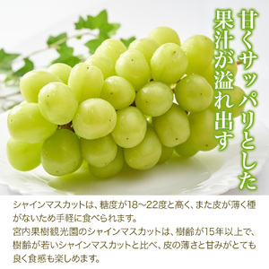 【先行予約】宮内果樹観光園のシャインマスカットとニュー巨峰 約2kg | フルーツ 果物 ぶどう ぶどう ブドウ ぶどう シャインマスカット マスカット 巨峰 ぶどう ぶどう 巨峰 国産 大分県 中津市